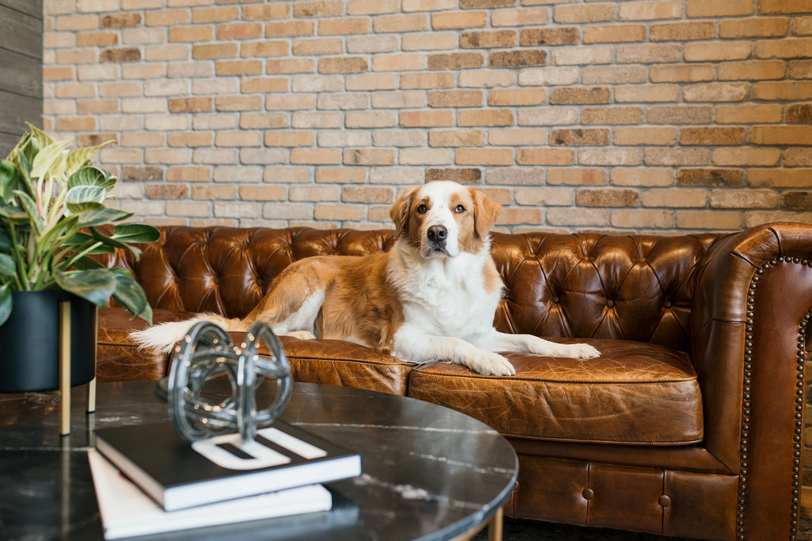 A photo of Norman, the company dog posing on a brown leather couch.